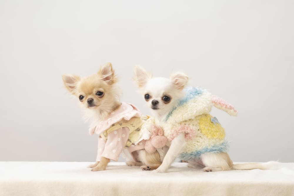 ハンドメイド作家さんの出品・体験談Vol.3 メルカリShopsで犬服販売！